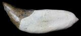 Archaeocete (Primitive Whale) Tooth - Basilosaur #36137-1